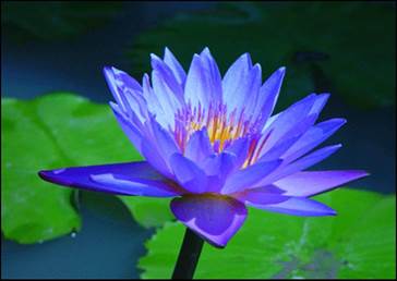 Descrio: http://3.bp.blogspot.com/-NoX88r8aZiw/T80p6QaJtMI/AAAAAAAABK0/k0cTAIoF1KU/s1600/blue-lotus.jpg