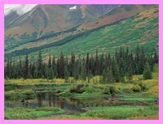 http://images.fineartamerica.com/images-medium-large/taiga-vegetation-and-beaver-pond-gerry-ellis.jpg