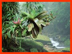 http://images.forwallpaper.com/files/thumbs/preview/86/863422__wallpaper-national-park-rainforest-brazil-atlantic-bocaina-bromeliads-background-wallpapers-travel-images_p.jpg