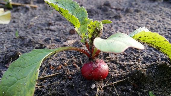 radishes-788554_1280.jpg